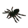 Araña Gigante Marrón 15 cm