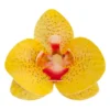 Flores de Oblea Orquídea Amarilla 10 ud - Dekora