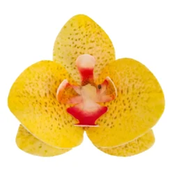 Flores de Oblea Orquídea Amarilla 10 ud - Dekora