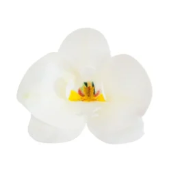 Set de 10 Orquídeas de Oblea Blancas 8 cm