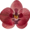 Set de 10 Orquídeas de Oblea Burdeos 8 cm