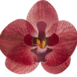 Set de 10 Orquídeas de Oblea Burdeos 8 cm
